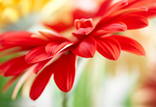 Red daisy-gerbera with soft focus reflected in the water